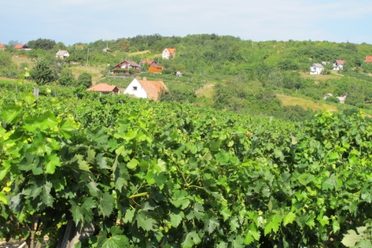 The vineyard - twelve generations of planting, nurture and creating pleasure