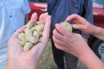 A handful of white mulberries
