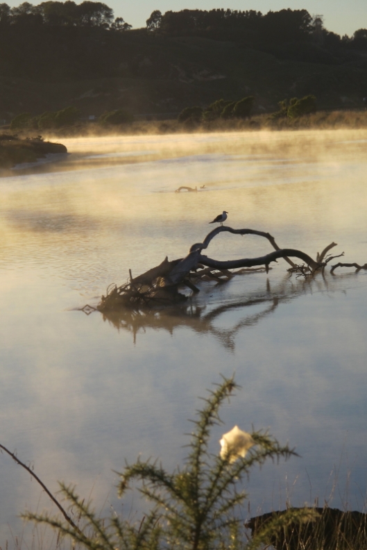 A hint of autumn - morning mist rising from the river at Ohiwa