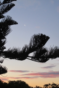 Pikowai.  The Norfolk pine branches hold the last of the moon