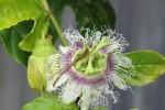 Passion fruit flower - with admirer