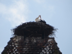 Why one of the collective nouns is "a filth of storks"
