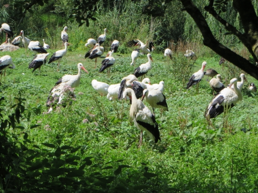 The Stork Reintroduction Centre's bird park