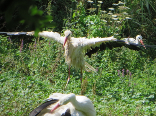 Storks spend so much time preening they were used as a symbol for conceit in medieval England.  When you've got into this mess, it's a job!