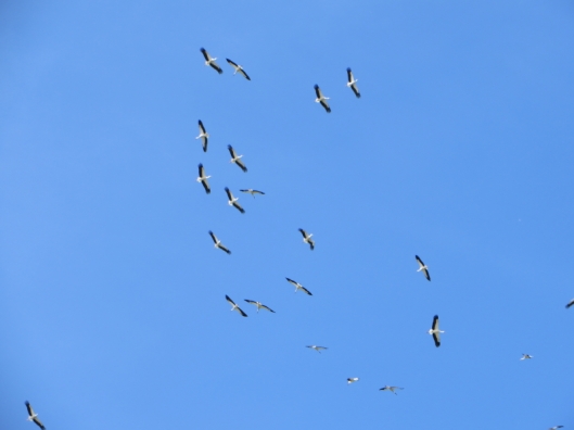 A "phalanx" of storks