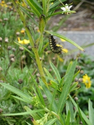 Silk anchor in place, a caterpillar prepares to pupate
