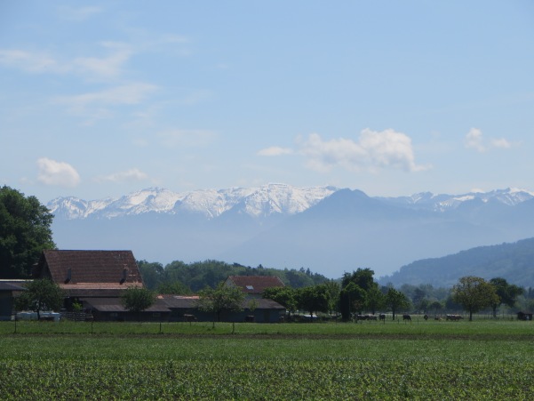 Local bike-ride view: Fresh snow on the mountains, but spring in the fields.