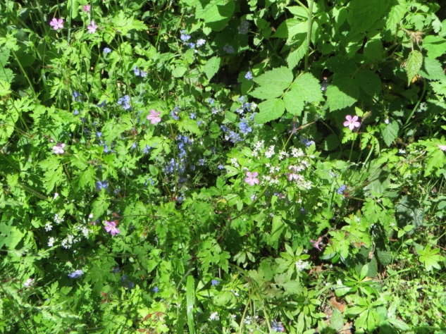 Waldmeister, Herb Robert, and for the beauty of it, forget-me-nots
